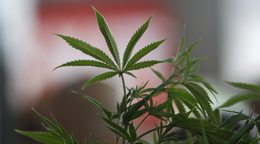 Record number of Americans want pot legalized as US marijuana use doubles