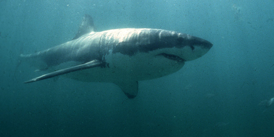 Australia to send drones & sonar to monitor sharks after steep rise in attacks