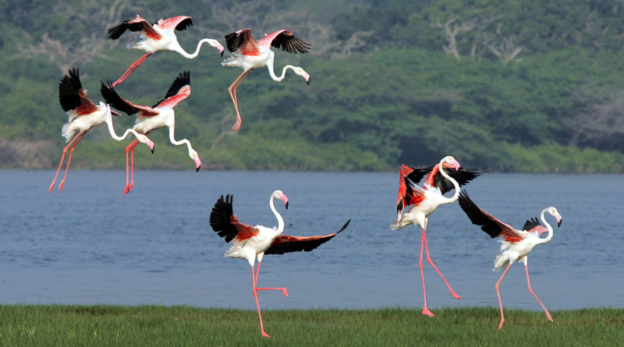 Wrong turn: Migrating flamingos in mortal danger after getting lost in Siberia
