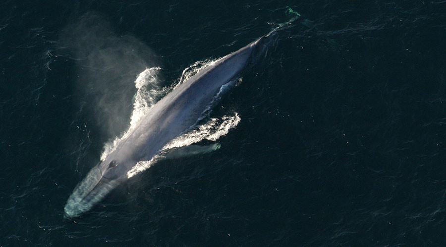 Down in the dumps: Loss of big animals and their poop damages Earth – study