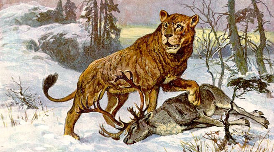 10,000 yo cave lion cubs found in Siberia go on show