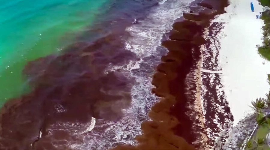Mexico deploys navy to repel seaweed invasion (PHOTOS, VIDEO)