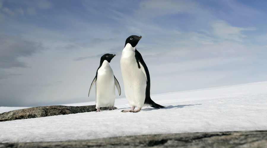 Fox massacres 14 penguins at Melbourne zoo