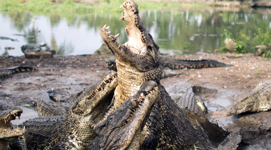 'Can't bribe crocodiles': Indonesia may use reptiles as prison guards ...