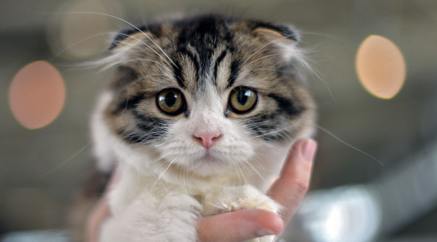 Terror suspect named kitten ‘7/7’ as a joke, court hears