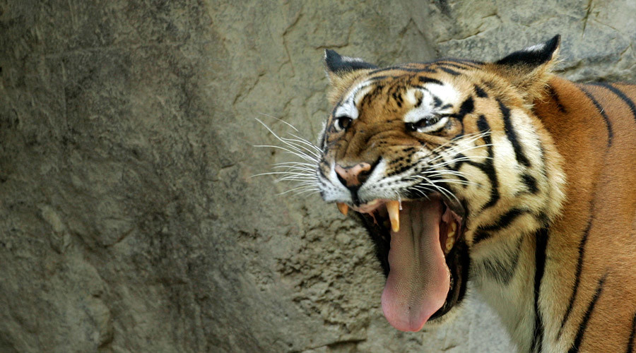 Wild watchmen: Piranhas, tigers may join crocodile prison guards in Indonesia