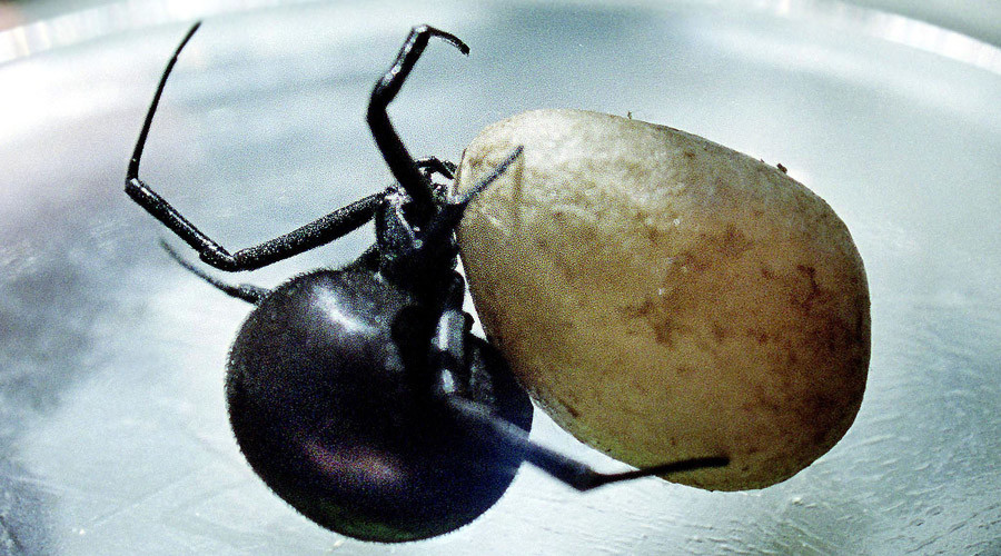 False widow spider infestation forces 2 East London schools to evacuate