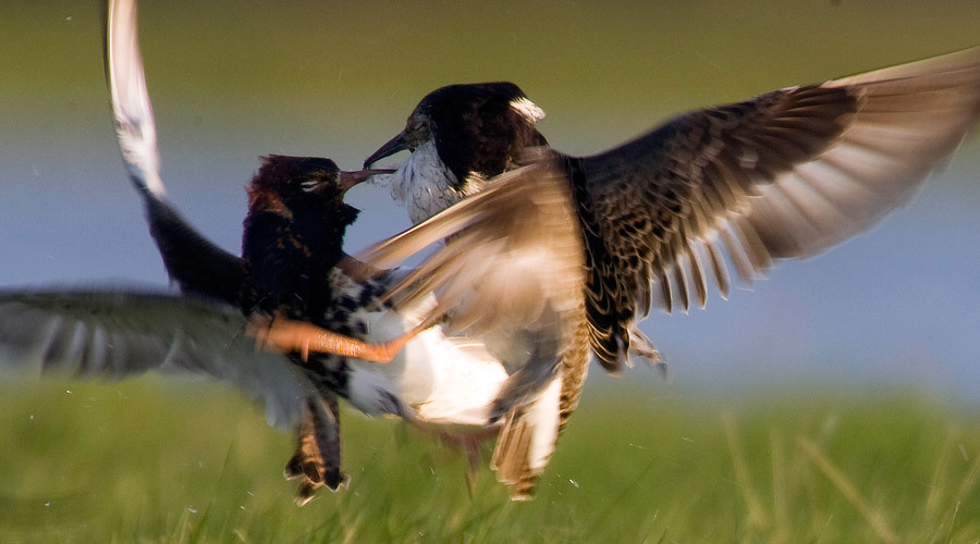 ‘Supergene’ reveals birds who pretend to be female as a mating strategy