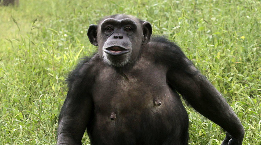 US gov't halts biomedical research on chimpanzees