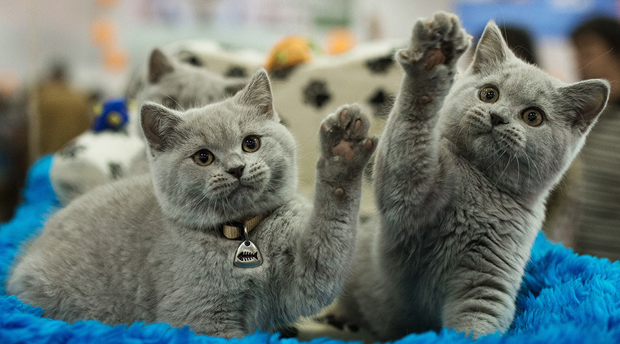 Dead pets society: Animal crematorium returned random ashes to bereaved owners