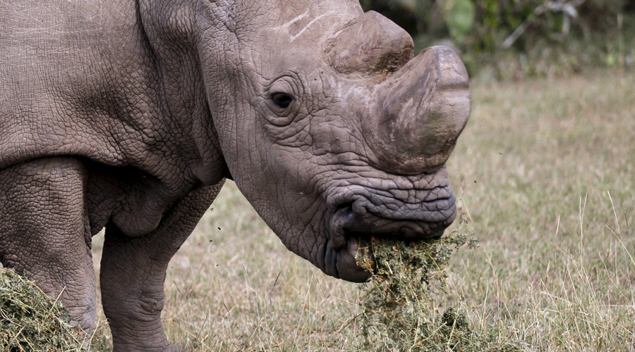Scientists hope ‘test-tube’ calf can save northern white rhinos