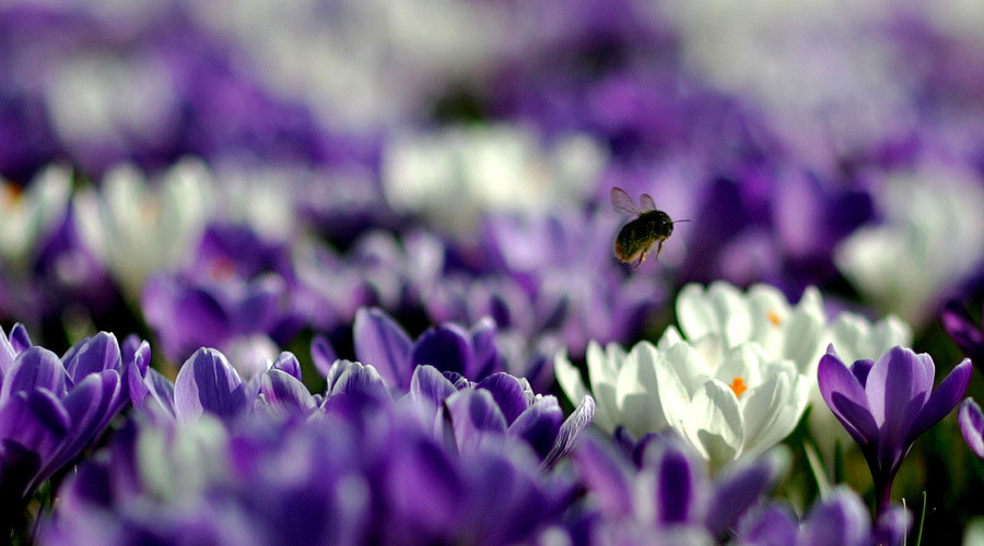 Weed ’em out! British gardeners criminalized under EU law for ‘non-native’ plants