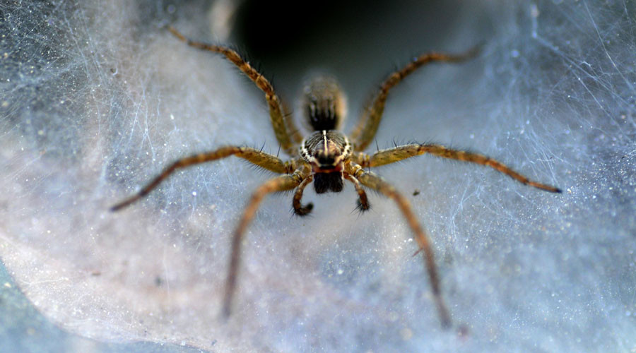 ‘It’s like a horror movie’: Tennessee neighborhood invaded by spiders