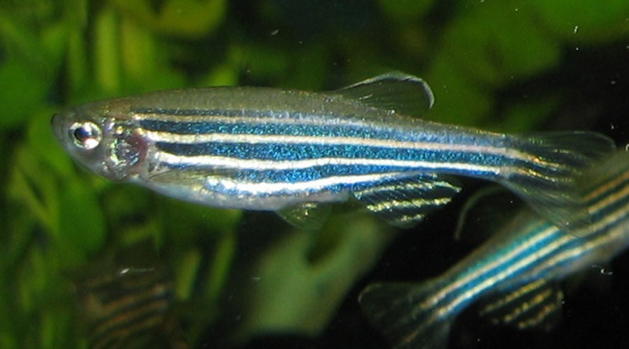 Fishy feeling: New study reveals fish really do have feelings