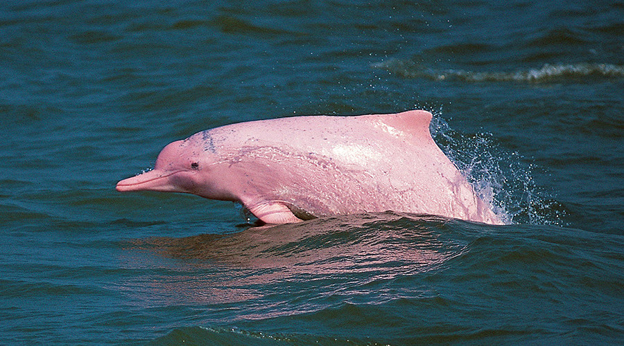 'Pink' dolphins in jeopardy from Hong Kong airport expansion & Macau bridge