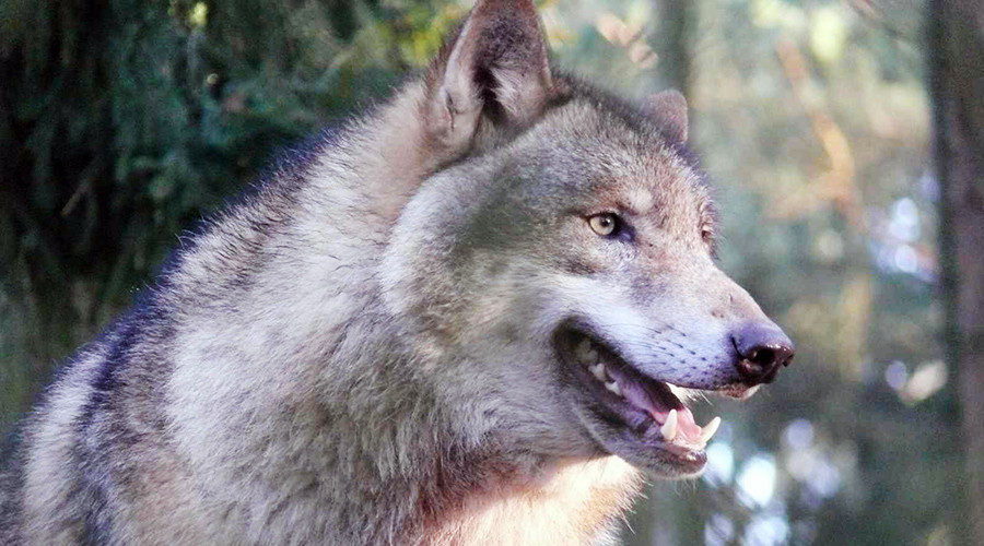 More than 11k Norwegians register to hunt… 16 wolves