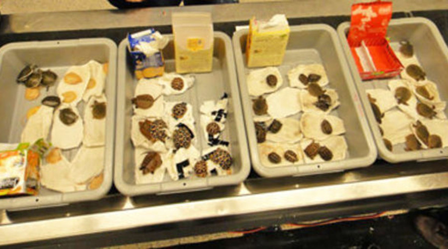 Man caught with turtles in his pants faces 60 years in prison