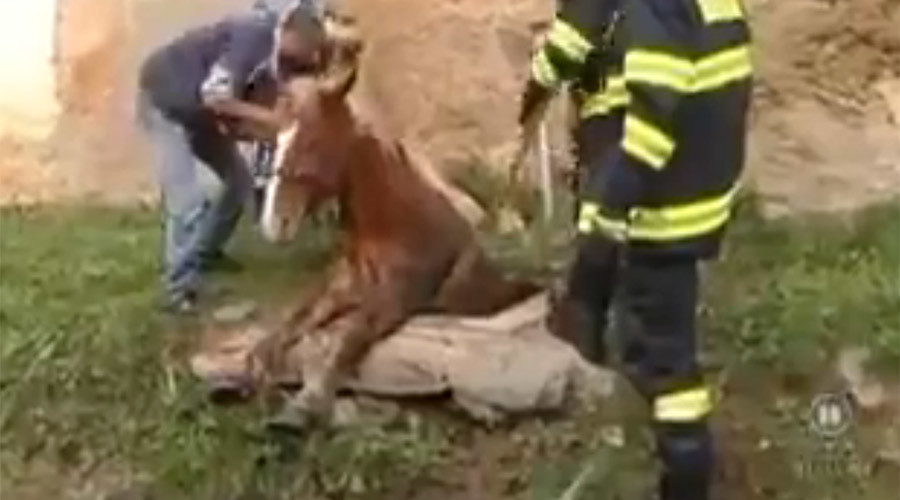 Blazing saddles? Horse stuck in Czech manhole rescued by fire brigade