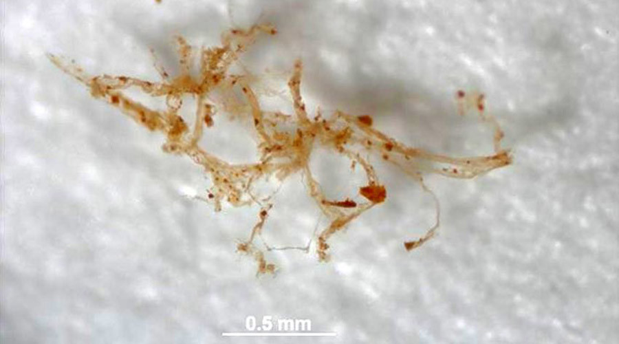 ‘Blood vessels’ retrieved from 80mn-yo dinosaur fossil – study
