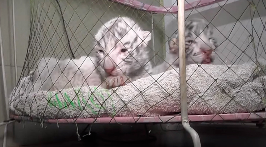 Bengal tiger cub dies at Crimea zoo amid power outage