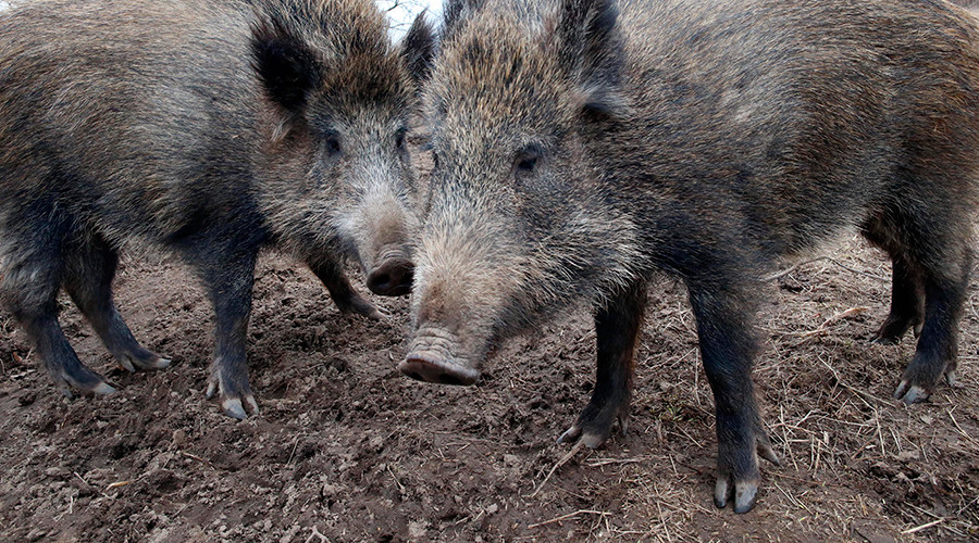 Indian plane tips over after herd of wild boars invades airport runway