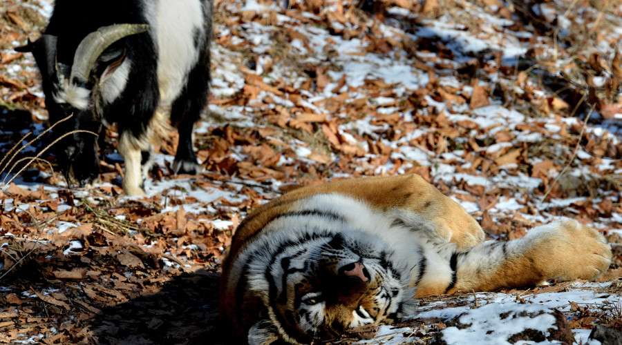Tiger & goat: Big cat and ‘failed lunch’ now BFF in Russian safari park (VIDEOS)