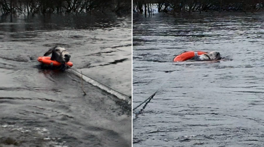 VIDEO: Stranded Irish donkey rescued by local heroes
