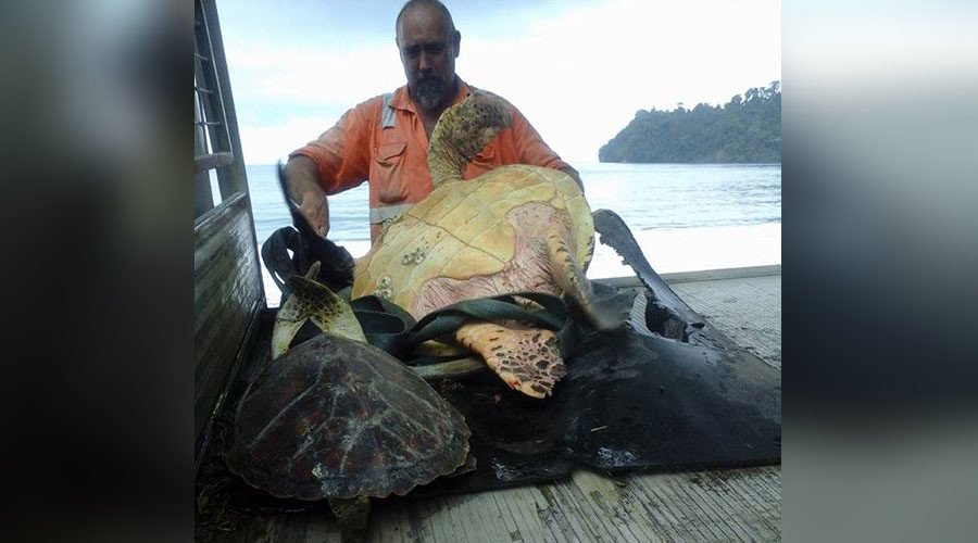 Turtle liberator saves endangered species from soup bowl
