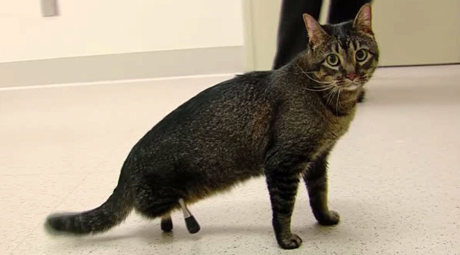Ready fur action: Cat born without hind legs gets brand new titanium limbs