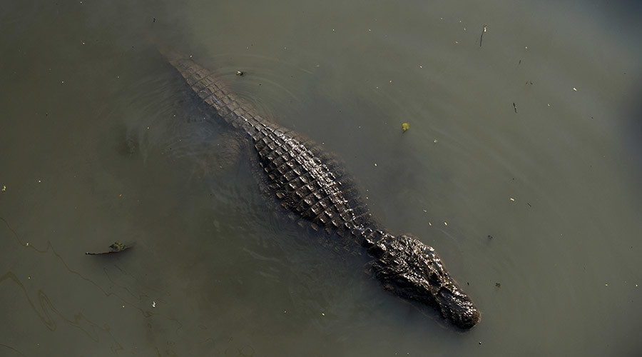 Instant karma: Suspected burglar eaten alive by alligator while hiding from police