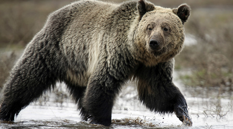 Yellowstone grizzlies could be fair game for hunters under new rules