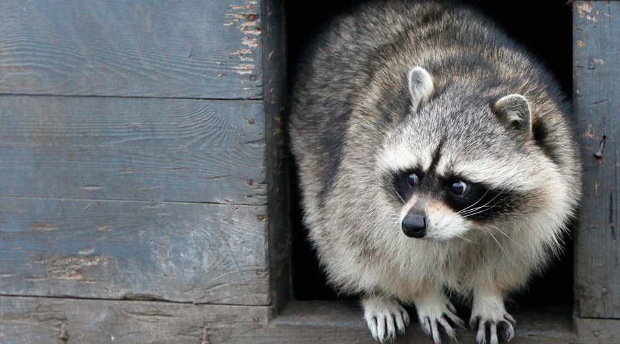Go Rocky: Raccoon takes the train in Toronto