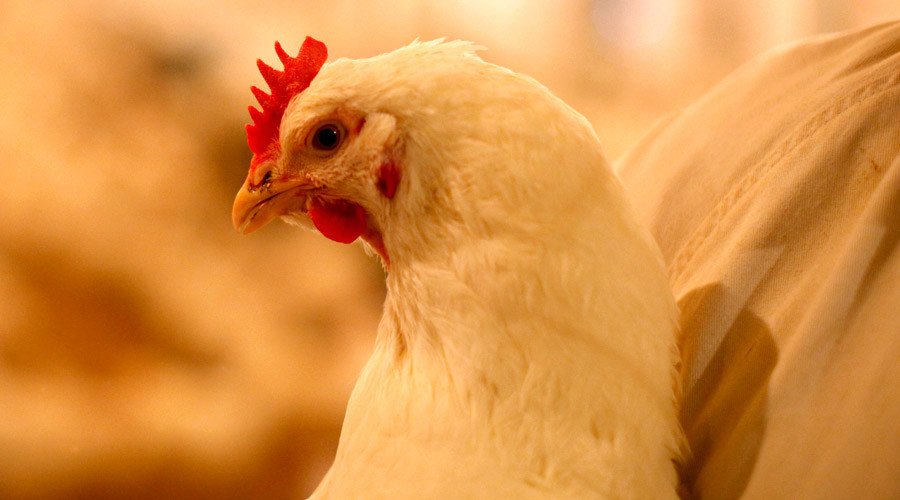 FDA approves GMO chicken to produce breakthrough drug