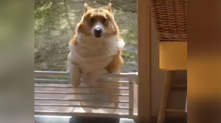 Determined doggie: Corgi struggles to climb guard fence