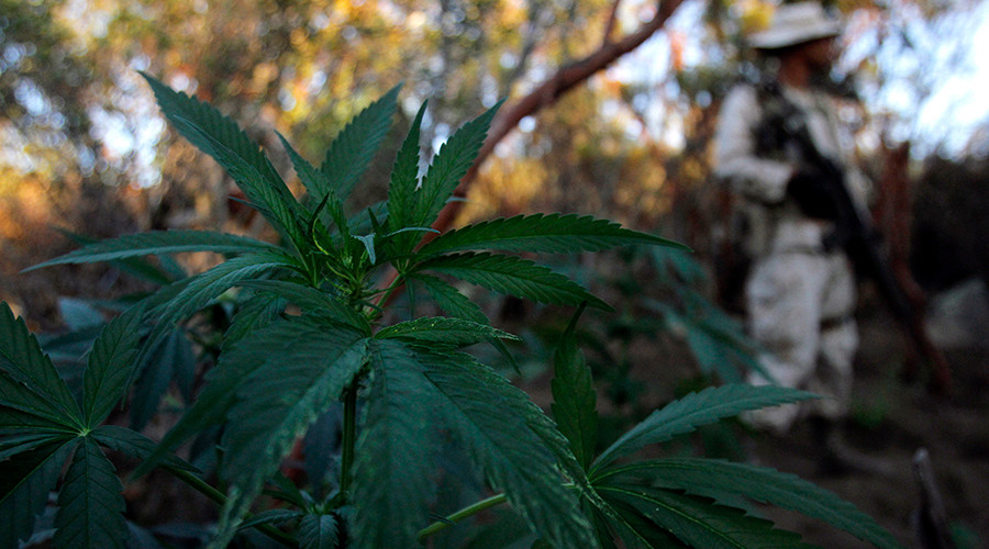 First marijuana growing and consumption permits issued in Mexico