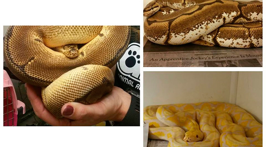 Animal control rescues more than 60 snakes from Maryland apartment