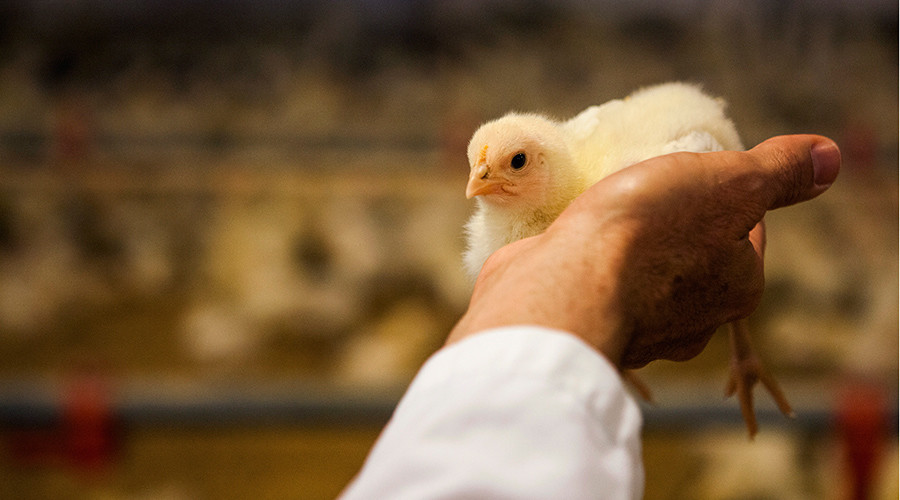 Antibiotic drug sales spike at livestock farms, despite FDA guidelines