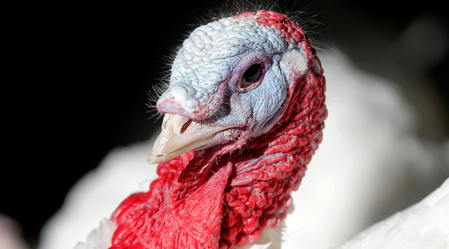 Turkeys bully Massachusetts mailman, prompting him to carry stick on rounds (VIDEO)