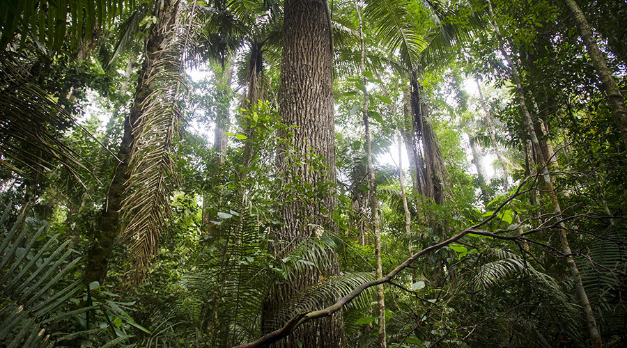 ‘State of climate emergency: Ecosystems are going to collapse’