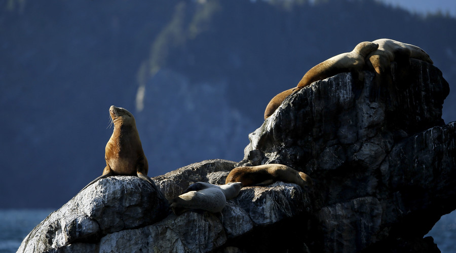 Sea lions suffer from Alzheimer's-like brain damage due to algae toxins – study