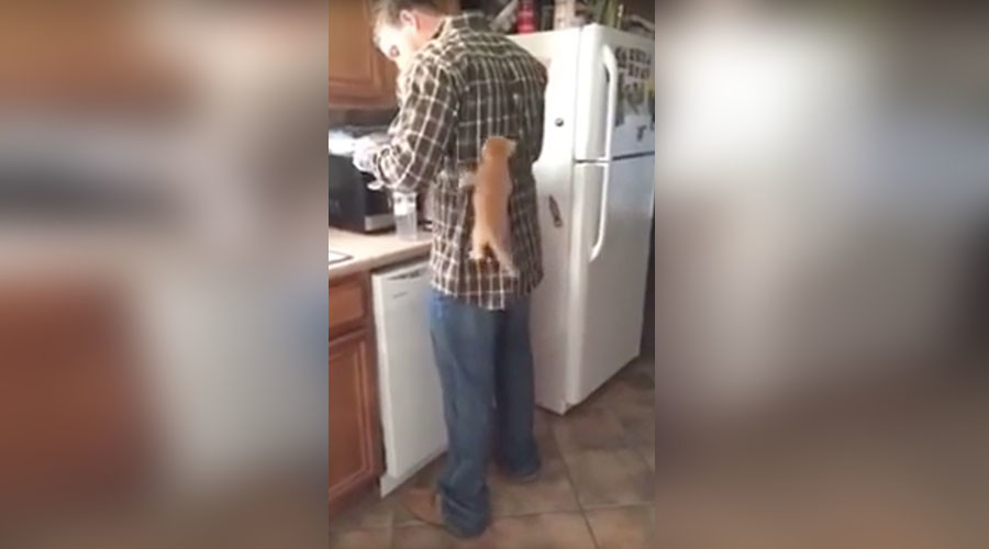 Meow-tain climber: Cute kitty scales human in quest for milk