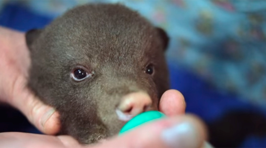 Russian rescue center uses unique caring method to save abandoned bear cubs