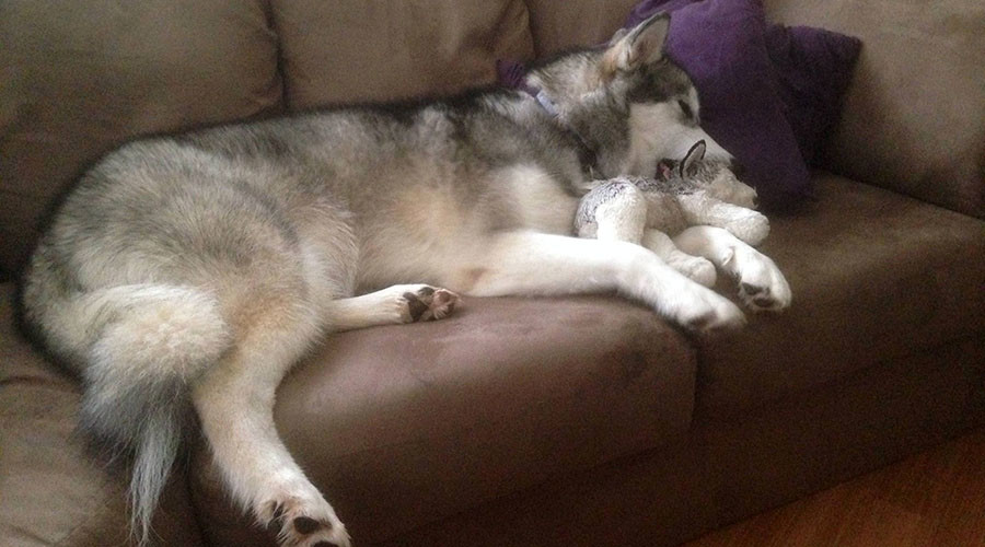 Furry friends: Sled dog barking mad for doppelganger doll