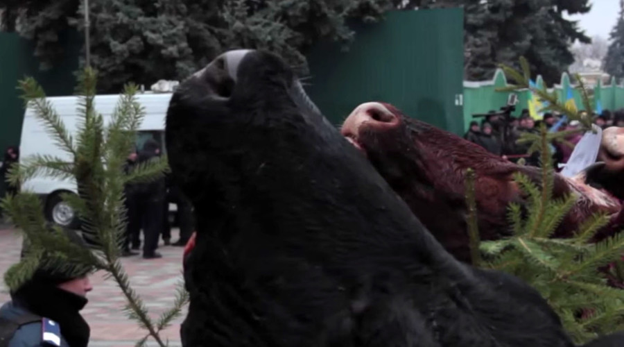 Cow heads hang on Xmas trees in Kiev as protesters descend on parliament (GRAPHIC VIDEO)