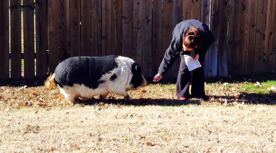 Pig in the city: Tenn. police use donuts to lure runaway animal
