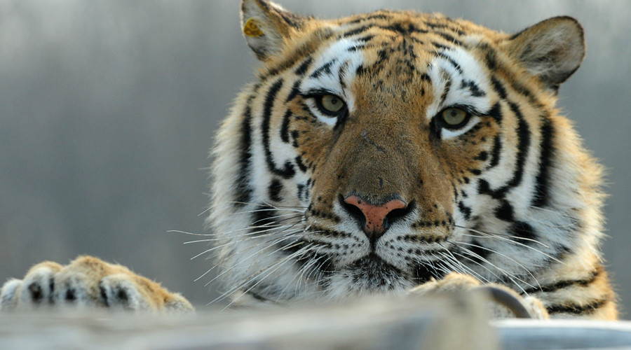 Man jumps into tiger enclosure at China zoo