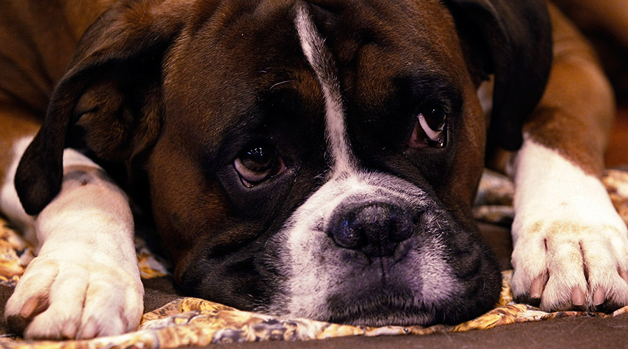British couple who cloned their dog expecting 2 identical puppies