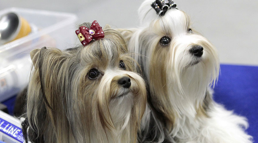 Dogs can copy each other’s expressions just like humans – study