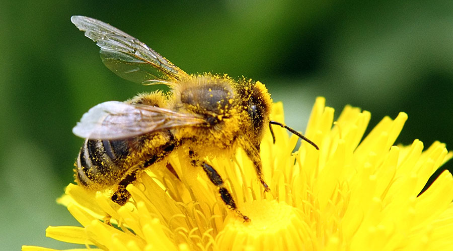 Judge allows USDA pesticide researcher’s whistleblower claim to move forward