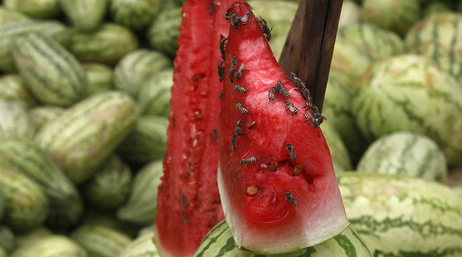 Snacks, not attacks: Angry honey bees stop in their tracks when food’s around